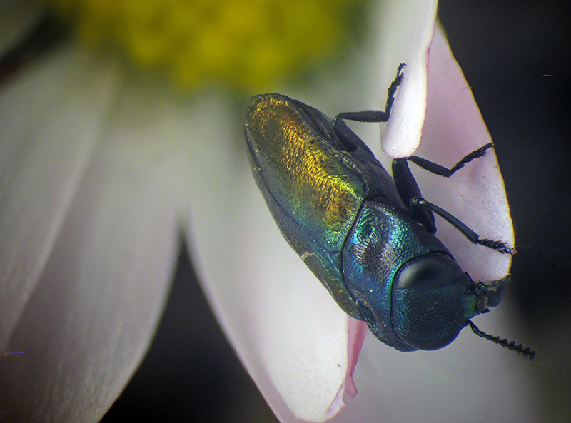 Buprestidae: maschio di Anthaxia thalassophila